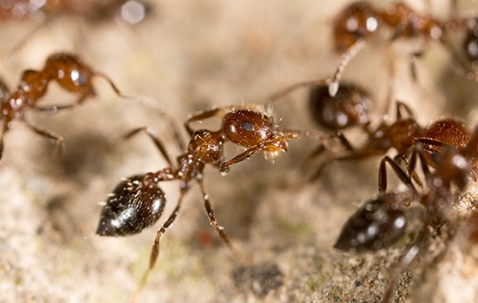 ants up close