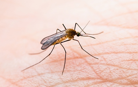 mosquito on skin