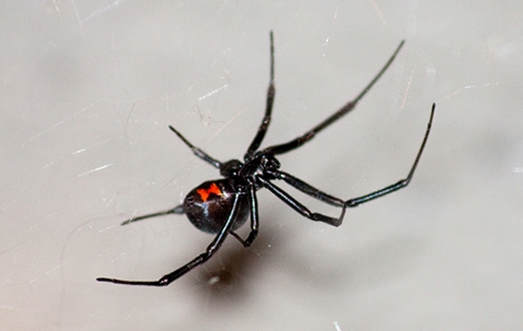 black widow spider