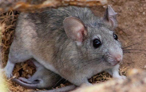 rat
