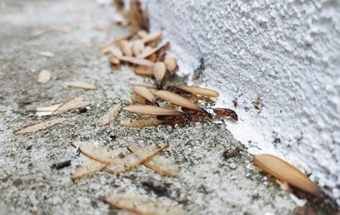 termite swarmers entering home foundation