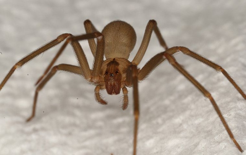 brown recluse spider on blanket