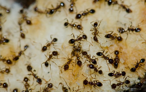 ants on food