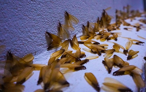termite swarmers