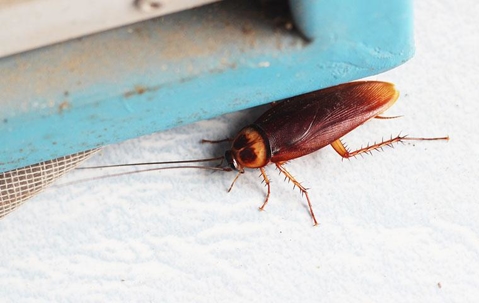 cockroach by a window