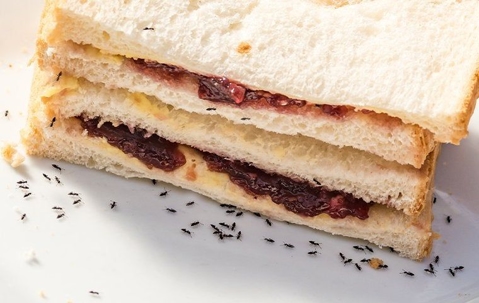 ants eating sandwich