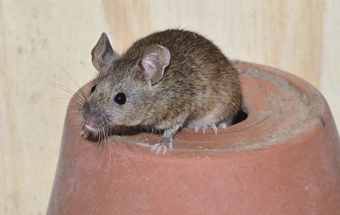 house mouse crawling on a plant pot