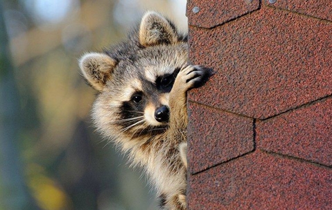 raccoon near a roof