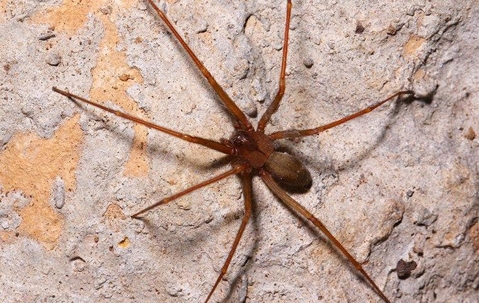 brown recluse spider