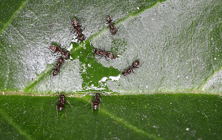 ants on a leaf