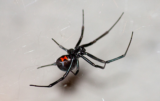 spider control in Santa Clarita CA