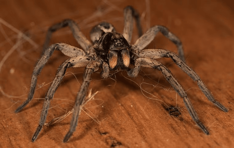 up close pic of wolf spider