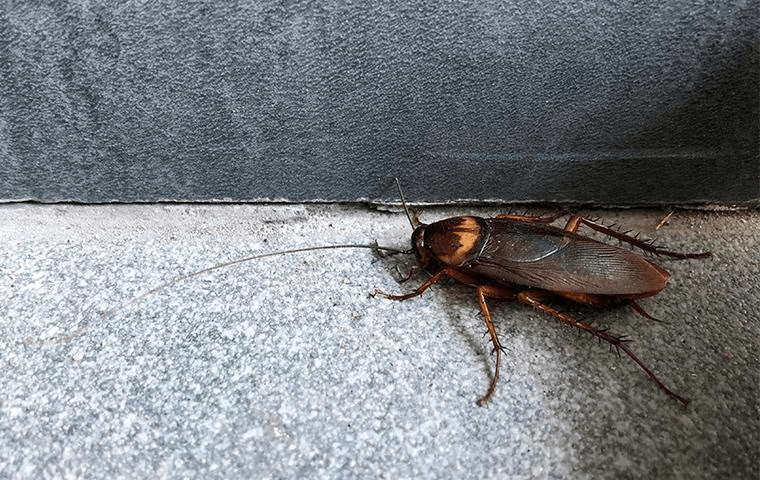 cockroach sitting on some stairs