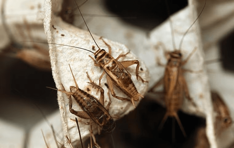 crickets on some cardboard