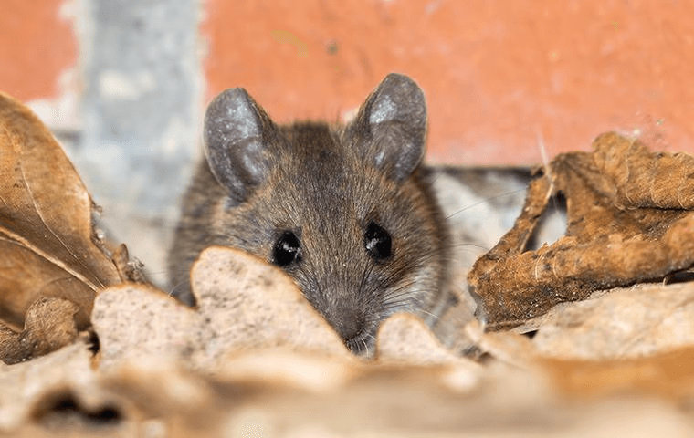 small mouse hiding in some leaves