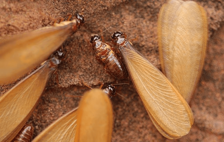 group of reproductive termite swarmers