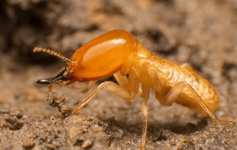 up close photo of a termite