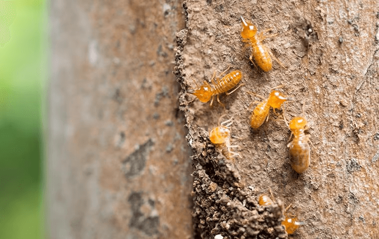 termites sitting on a wall